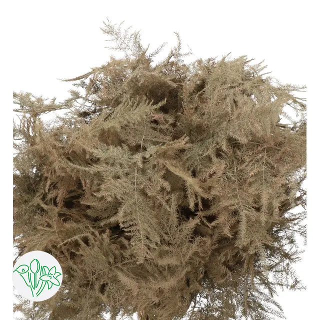 Asparagus Plumosa Painted - 50 Stem Bunch Holex Dutch