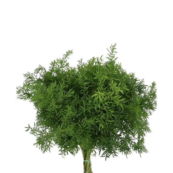 Asparagus Densiflorus Cwebe - 50 Stem Bunch Holex Dutch