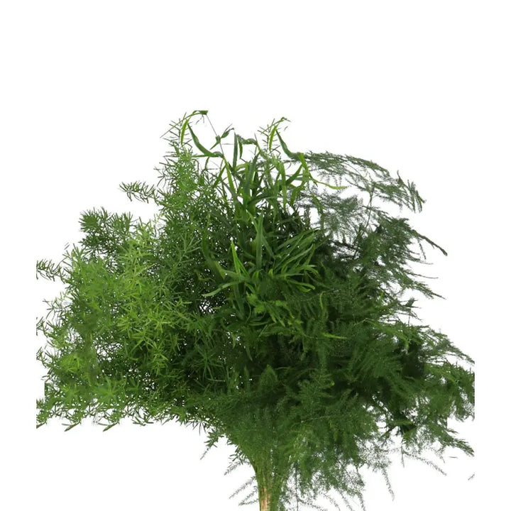 Asparagus Mixed  - 50 Stem Bunch Holex Dutch