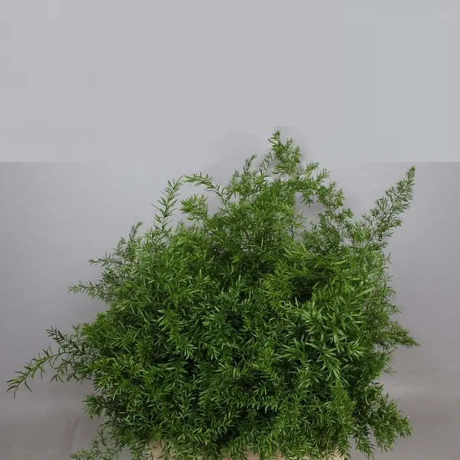 Asparagus Densiflorus Cwebe - 50 Stem Bunch