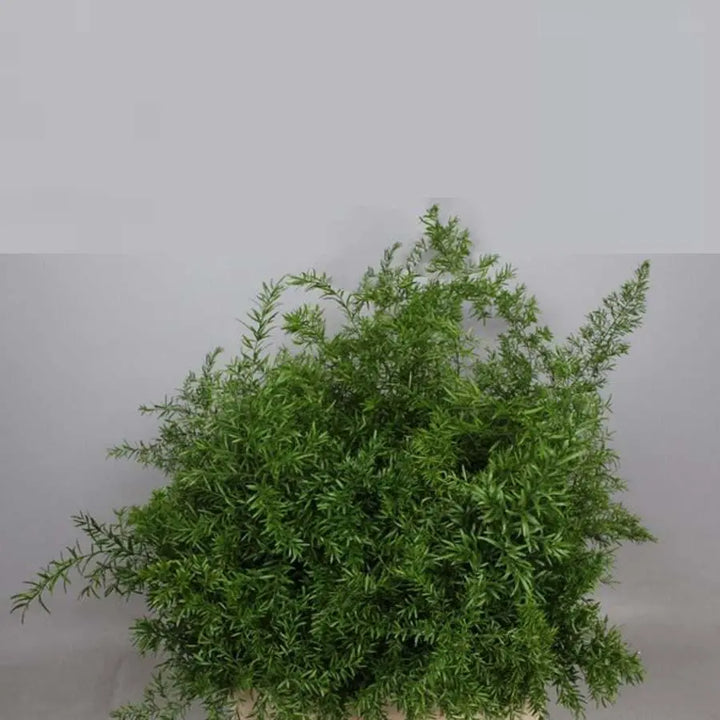 Asparagus Densiflorus Cwebe - 50 Stem Bunch