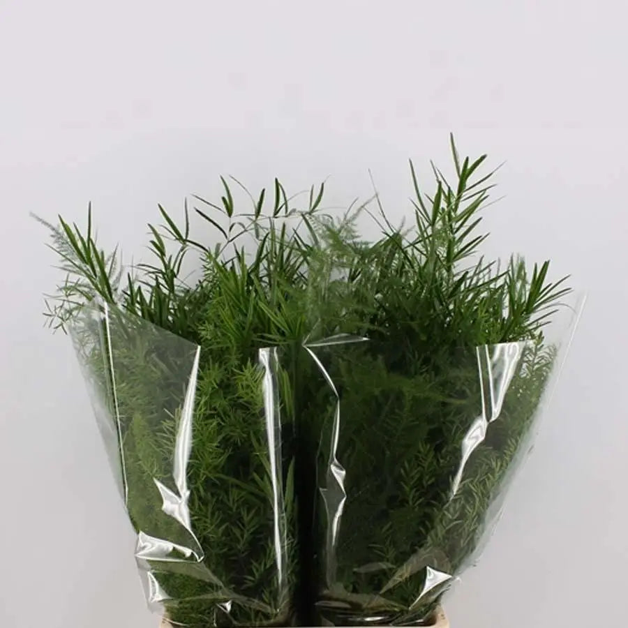 Asparagus Mixed  - 50 Stem Bunch