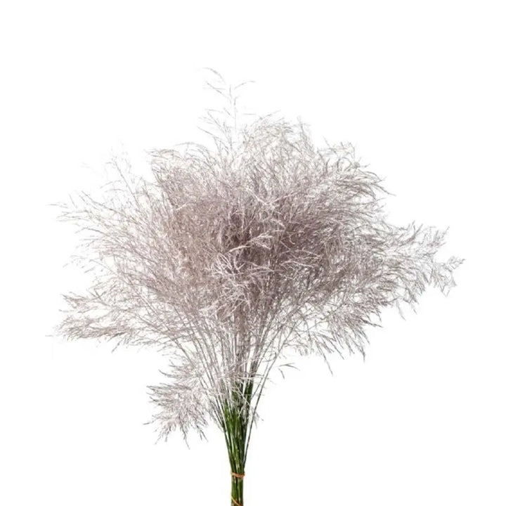 Asparagus Tree Fern Painted  - 5 Bunches