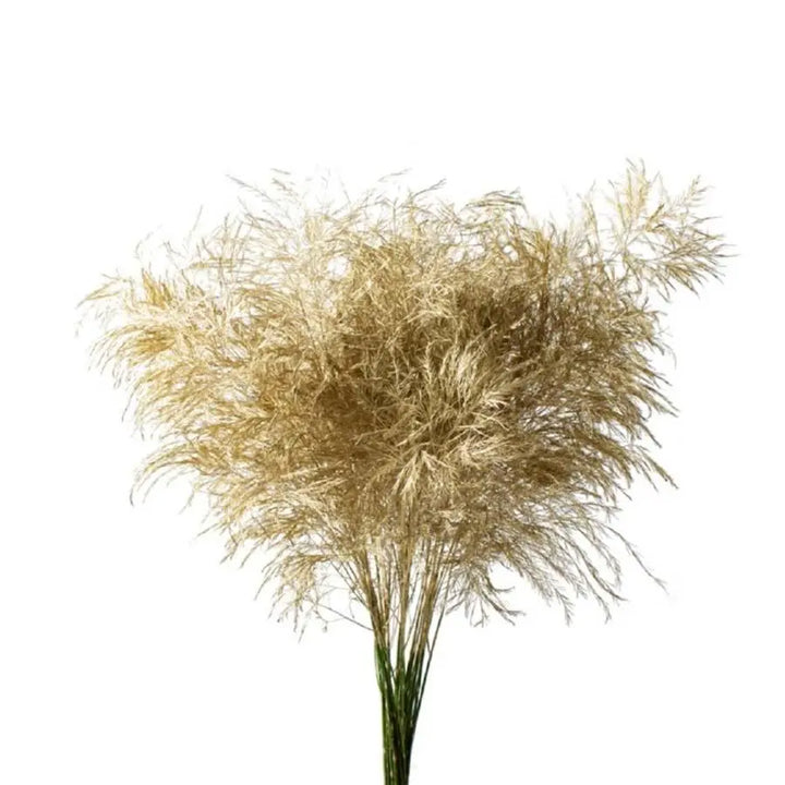 Asparagus Tree Fern Painted  - 5 Bunches