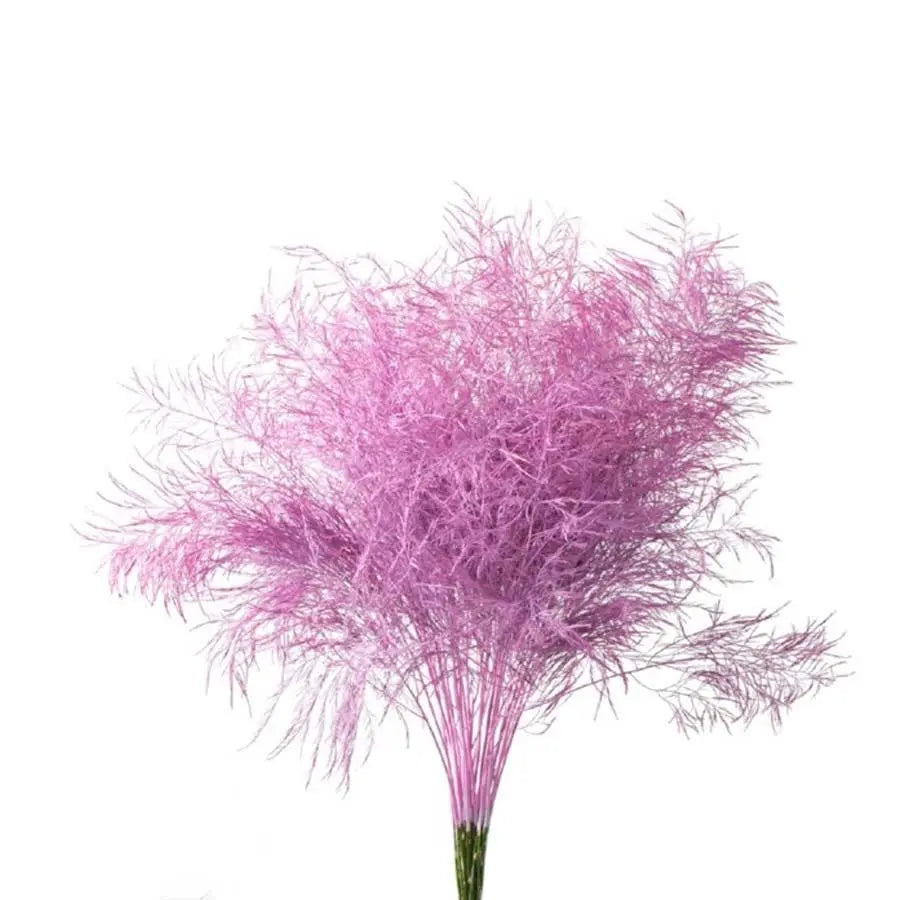 Asparagus Tree Fern Painted  - 5 Bunches