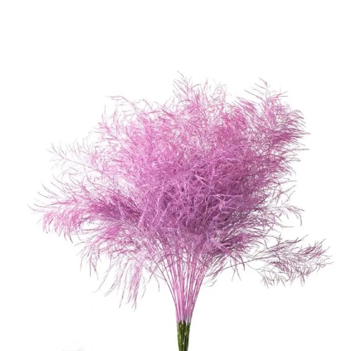 Asparagus Tree Fern Painted  - 5 Bunches