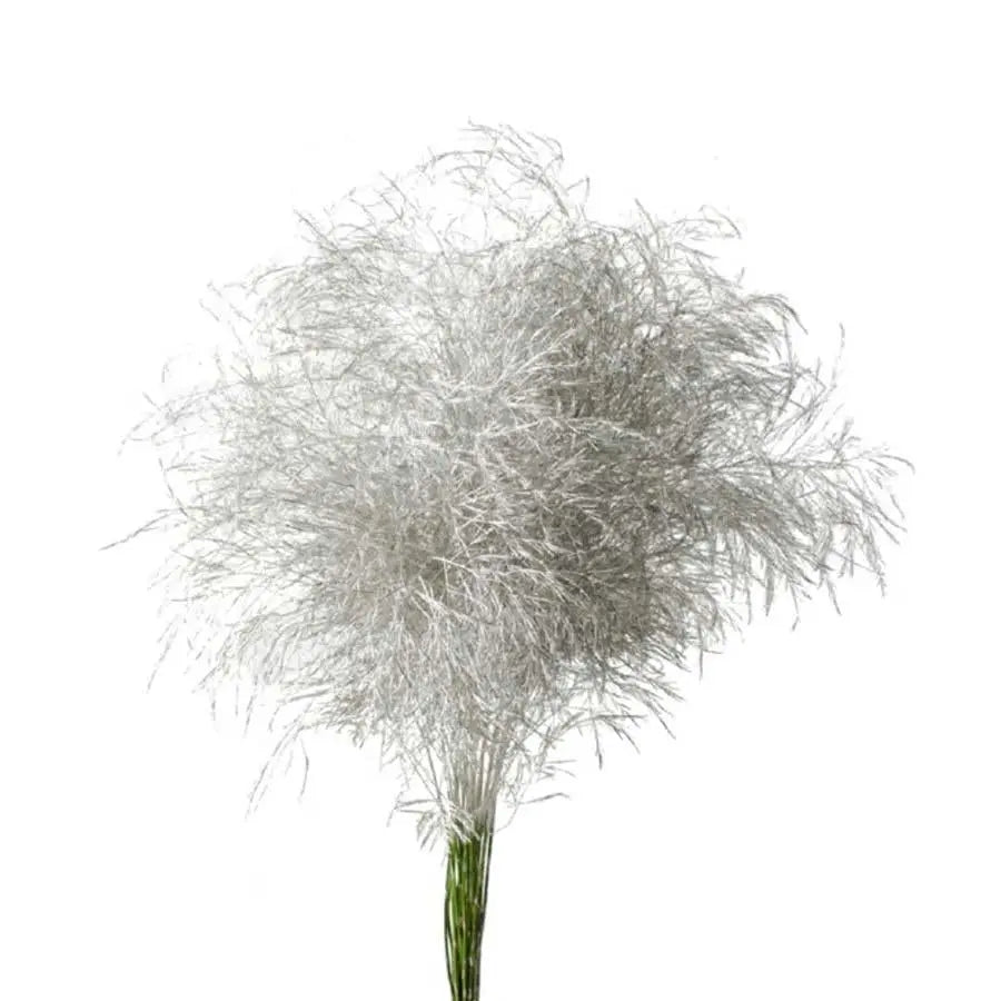 Asparagus Tree Fern Painted  - 5 Bunches