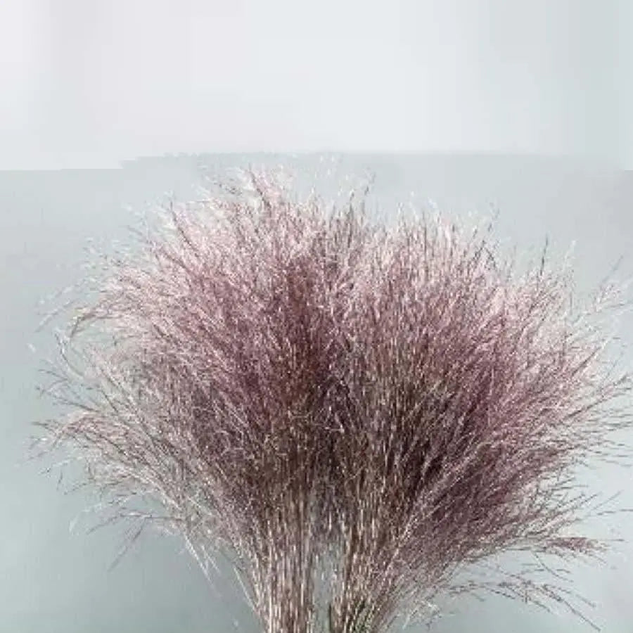 Asparagus Tree Fern Painted  - 5 Bunches