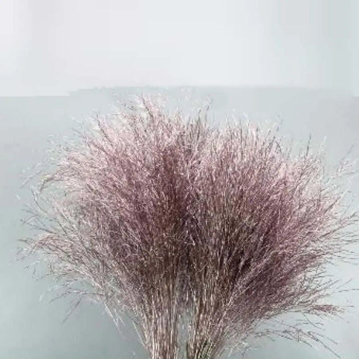 Asparagus Tree Fern Painted  - 5 Bunches