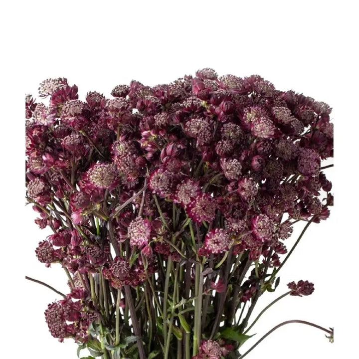 Astrantia Burgundy Star Of Love Holex Dutch