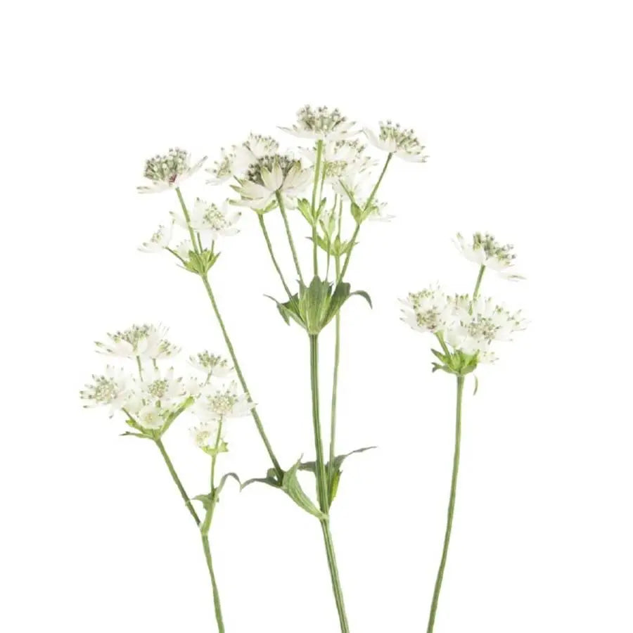 Astrantia Million Star - 50 Stem Bunch