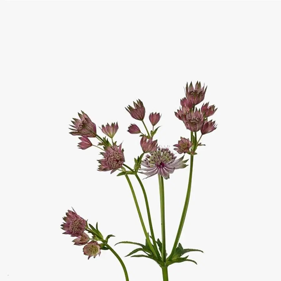 Astrantia Star Of Africa Holex Dutch