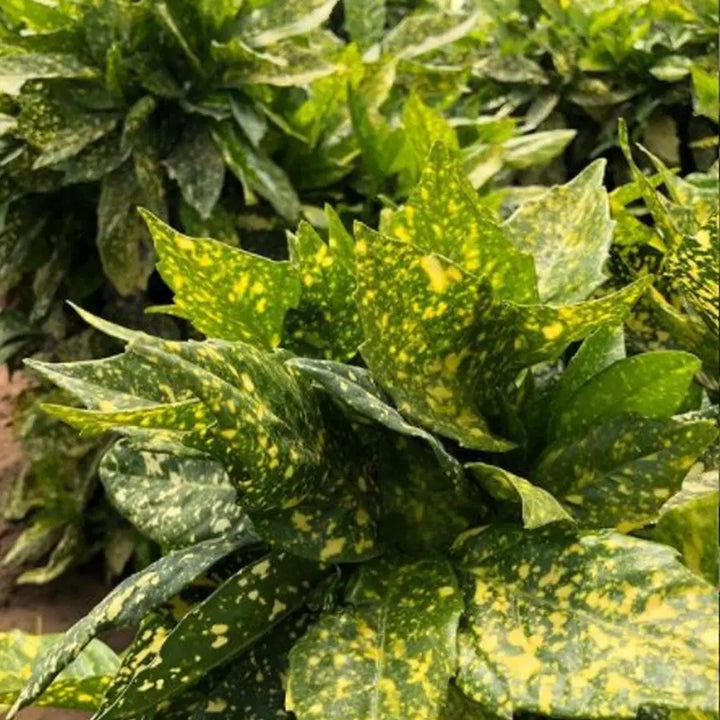 Aucuba - 8 Bunch Box HDB