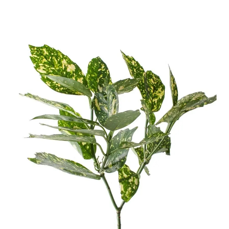 Aucuba Japonica - 5 Bunches