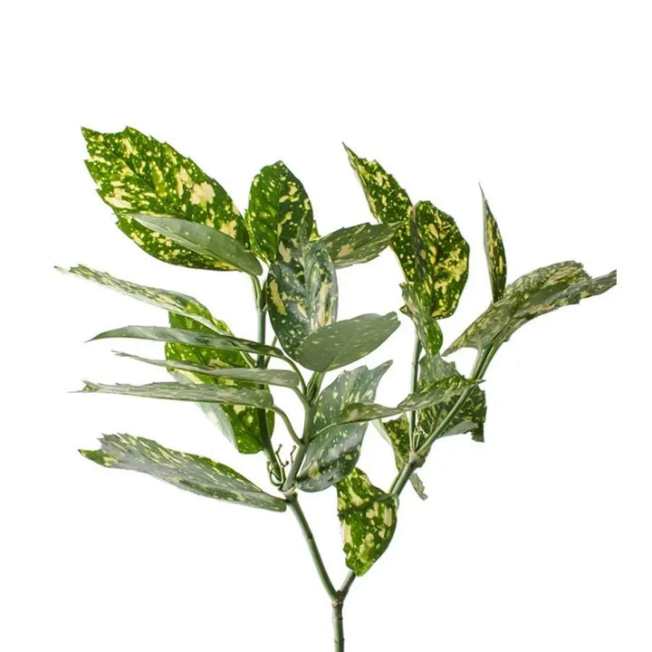 Aucuba Japonica - 5 Bunches