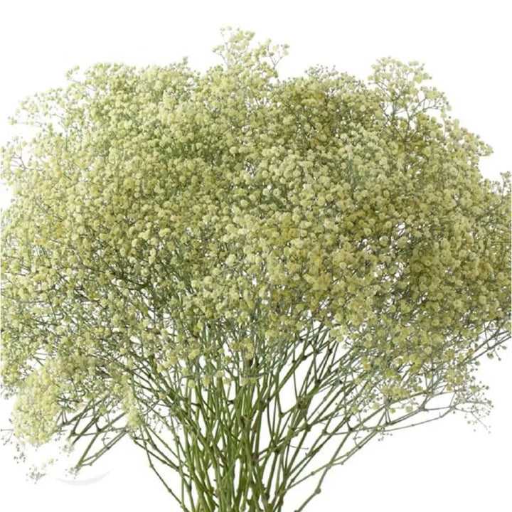 Baby's Breath Painted