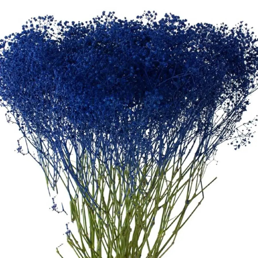 Baby's Breath Painted