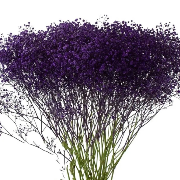 Baby's Breath Painted