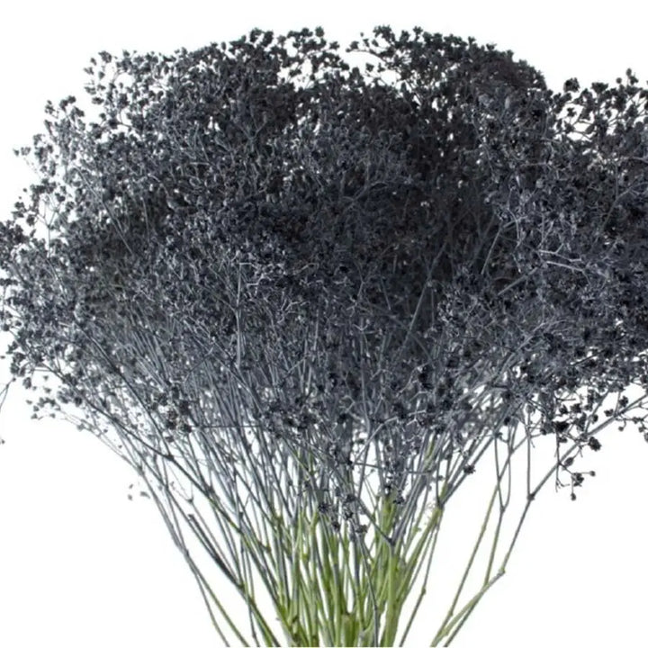Baby's Breath Painted