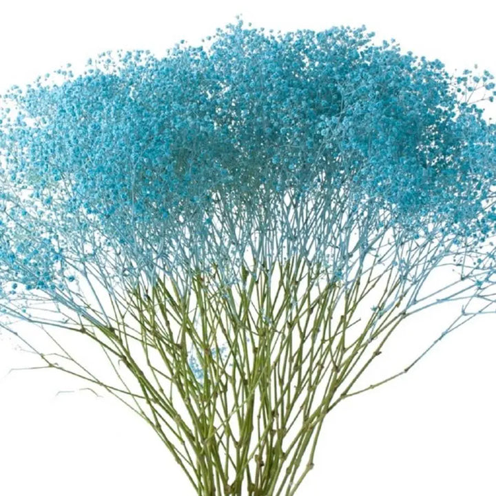 Baby's Breath Painted