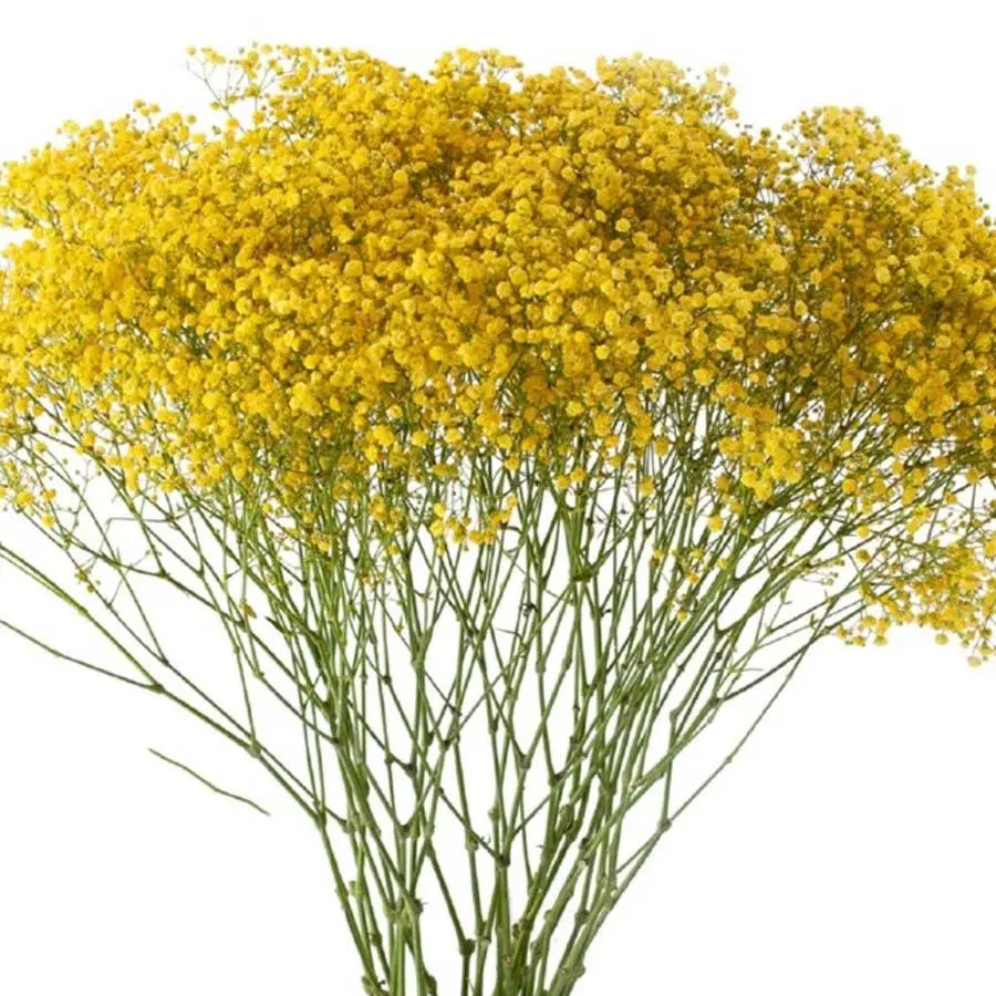 Baby's Breath Painted