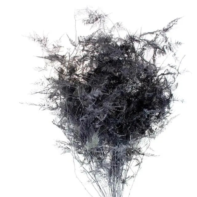 Asparagus Plumosa Painted - 50 Stem Bunch