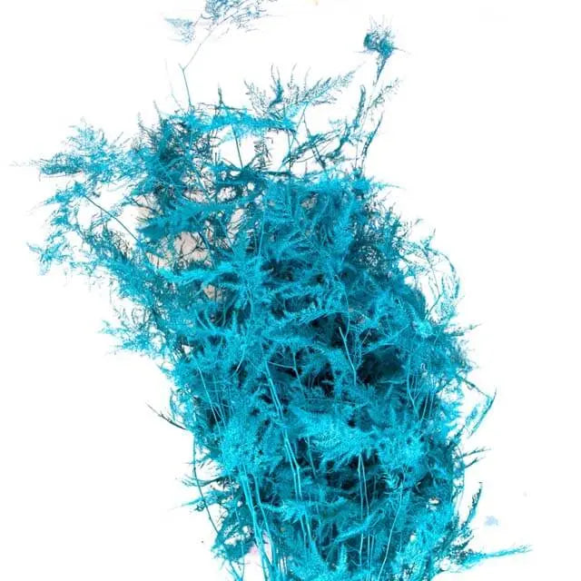 Asparagus Plumosa Painted - 50 Stem Bunch