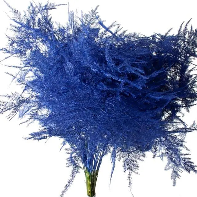 Asparagus Plumosa Painted - 50 Stem Bunch