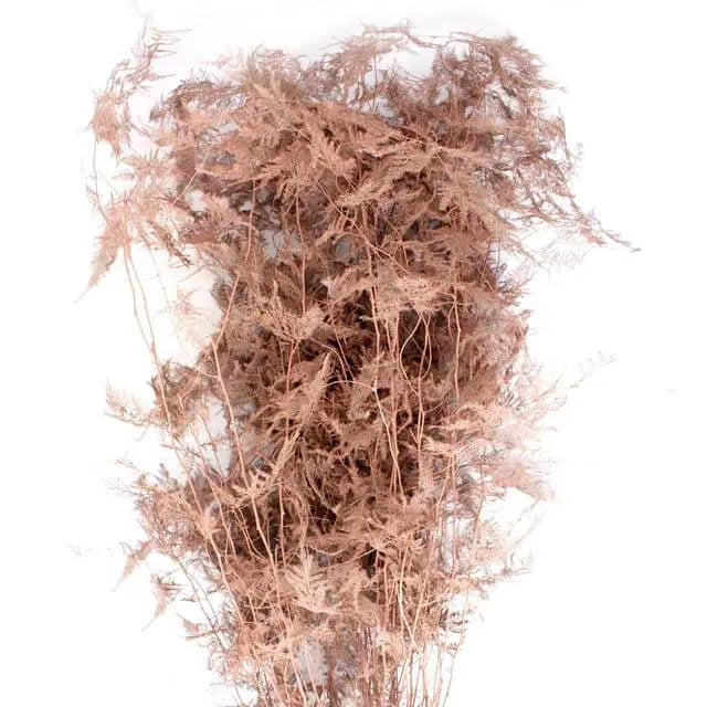 Asparagus Plumosa Painted - 50 Stem Bunch