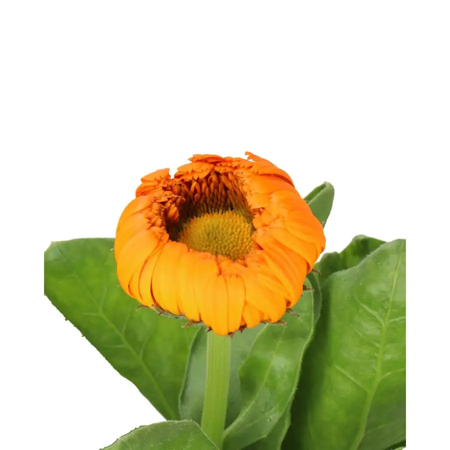 Calendula Orange - 50 Stems Holex Dutch