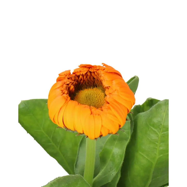 Calendula Orange - 50 Stems Holex Dutch