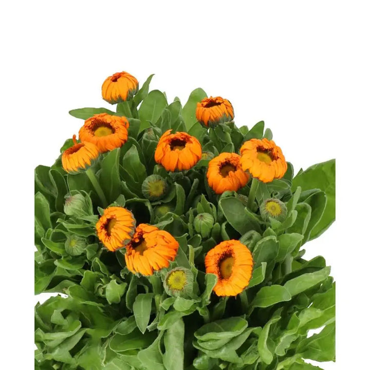 Calendula Orange - 40 Stems