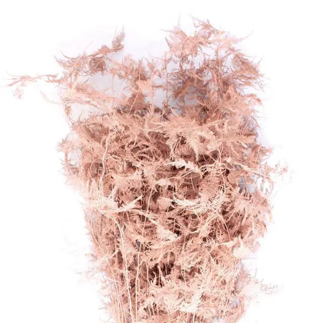 Asparagus Plumosa Painted - 50 Stem Bunch