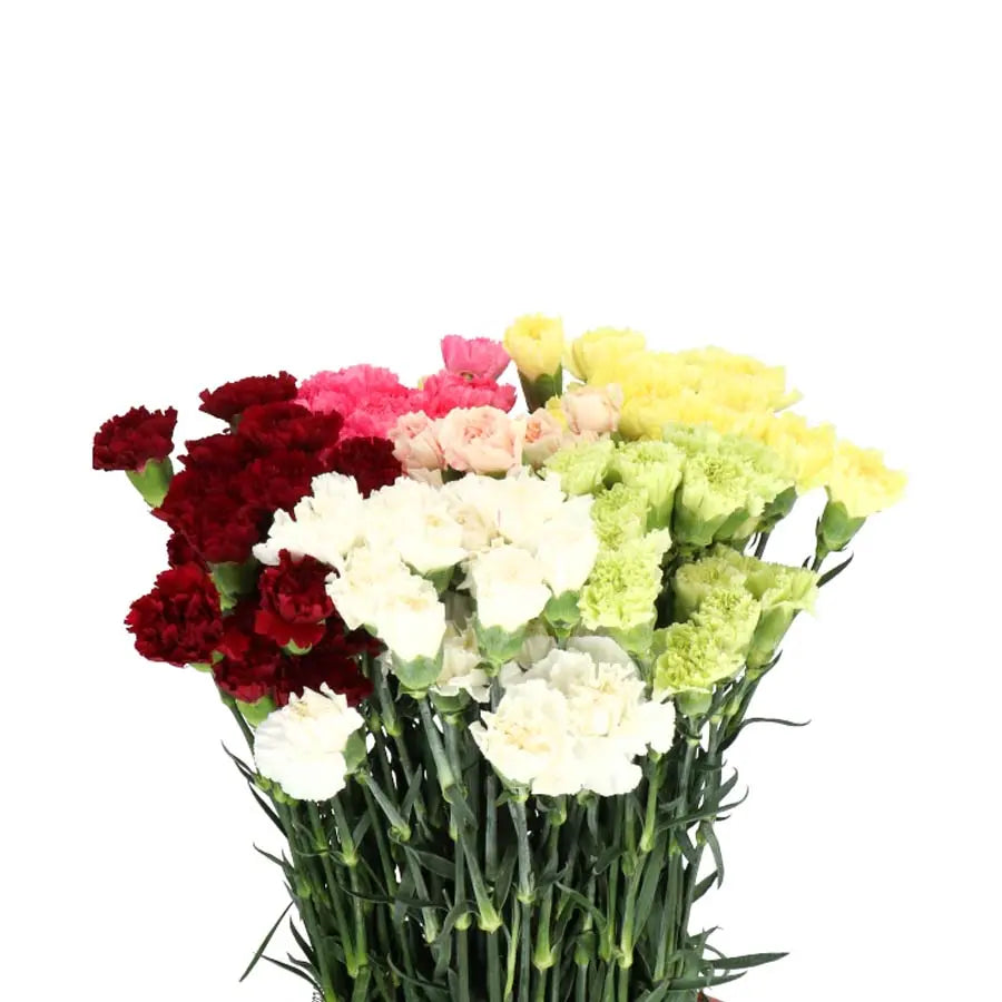 Carnation Assorted - 120 Stem Bunch Holex Dutch