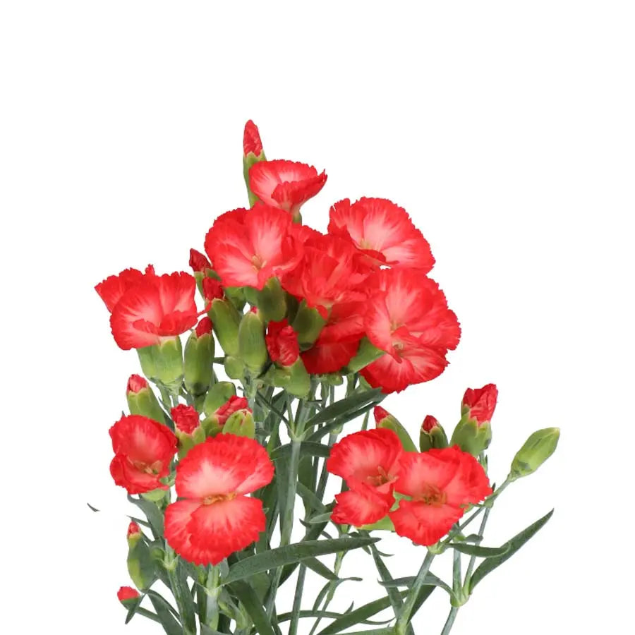 Carnation Spray Solomio Clif - 60 Stem Bunch Holex Dutch