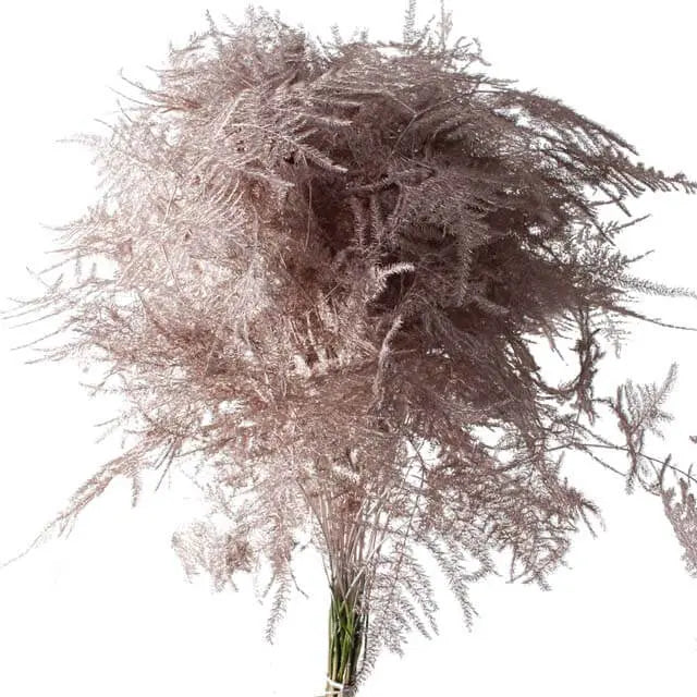 Asparagus Plumosa Painted - 50 Stem Bunch