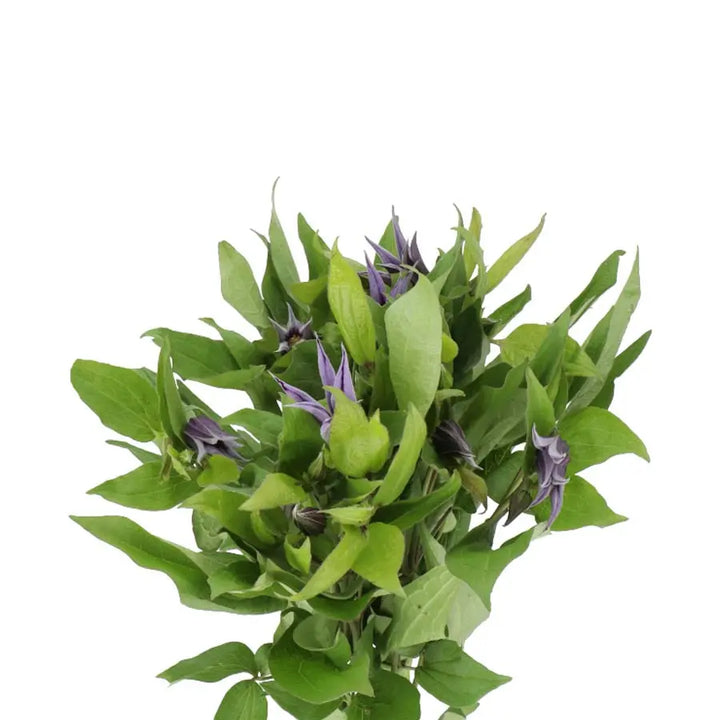 Clematis Amazing Oslo - 20 Stem Bunch Holex Dutch