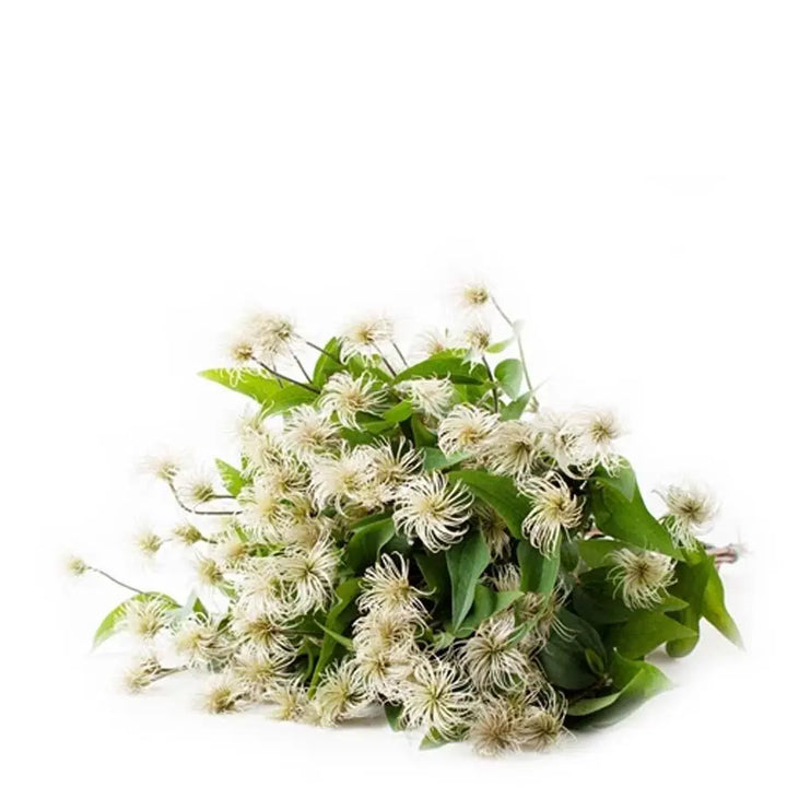 Clematis Amazing Kibo - 10 Stem Bunch