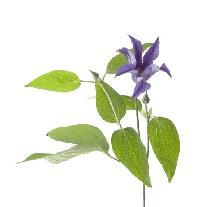 Clematis Amazing Oslo - 10 Stem Bunch