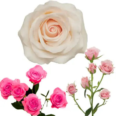 Peach & Pink PetalKit PetalDrivenCom