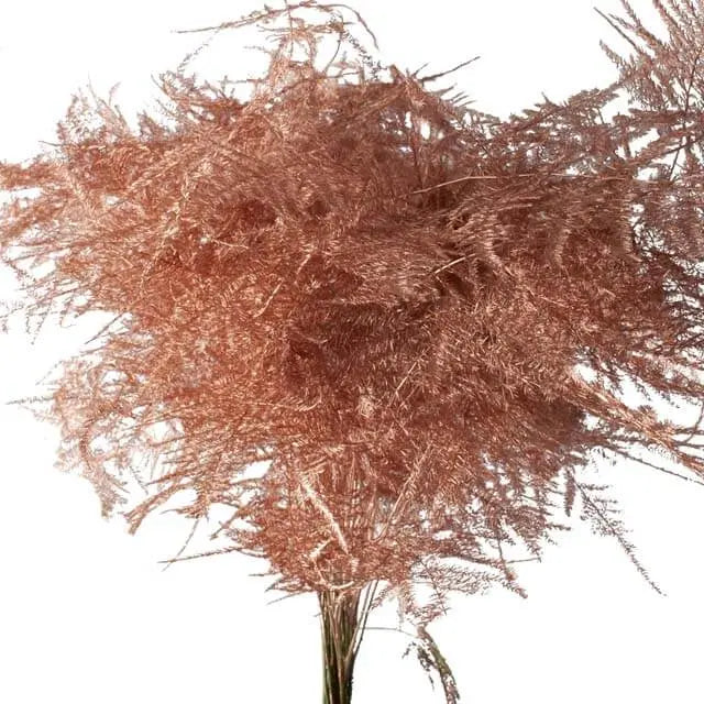 Asparagus Plumosa Painted - 50 Stem Bunch