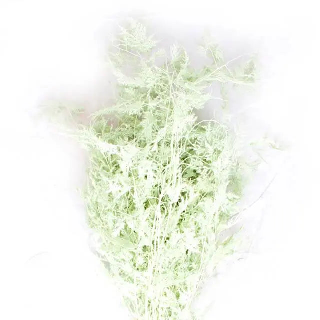 Asparagus Plumosa Painted - 50 Stem Bunch