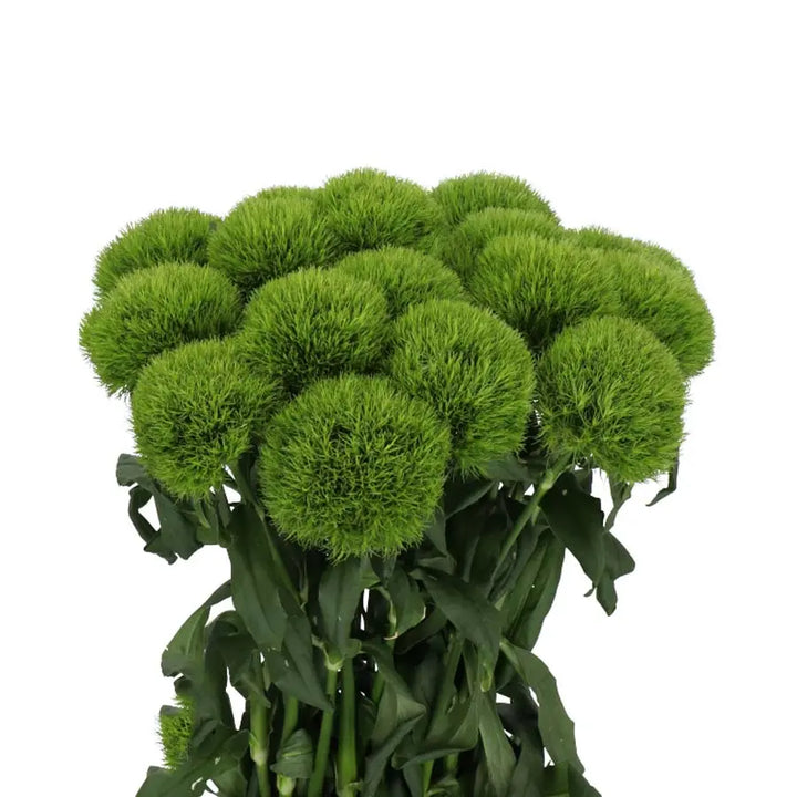 Dianthus Barbatus Kiwi Mellow - 30 Stems Holex Dutch