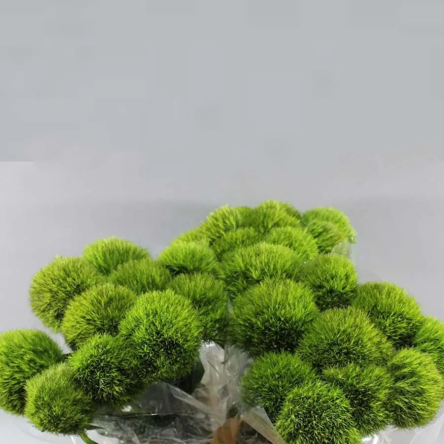 Dianthus Barbatus Kiwi Mellow - 40 Stem Bunch