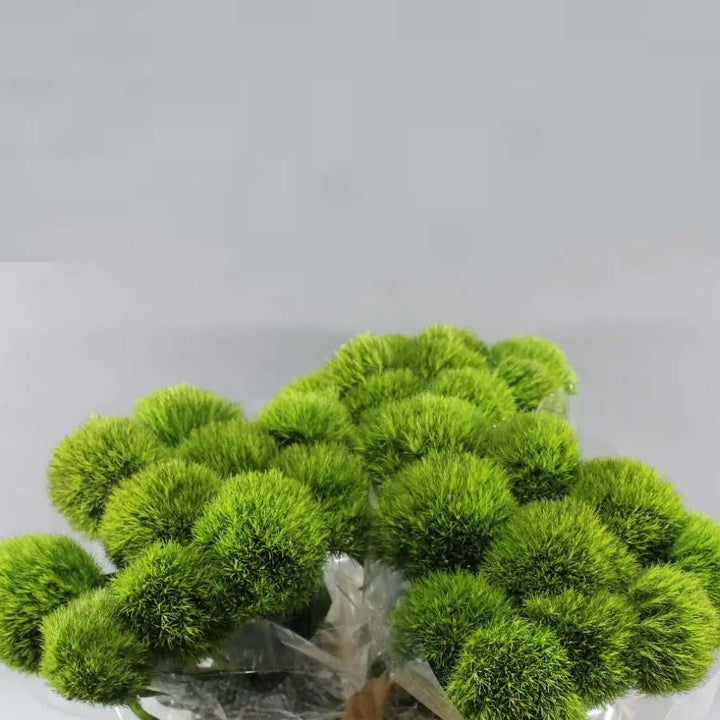 Dianthus Barbatus Kiwi Mellow - 40 Stem Bunch