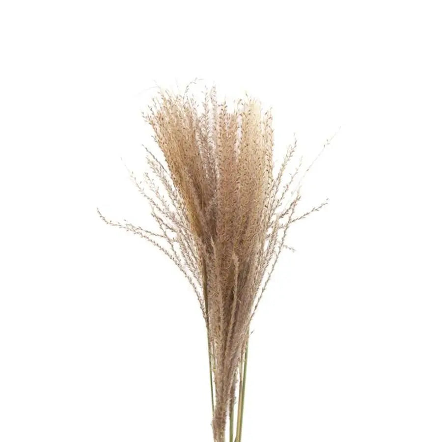 Dried Eulalia Natural - 40 Bunches