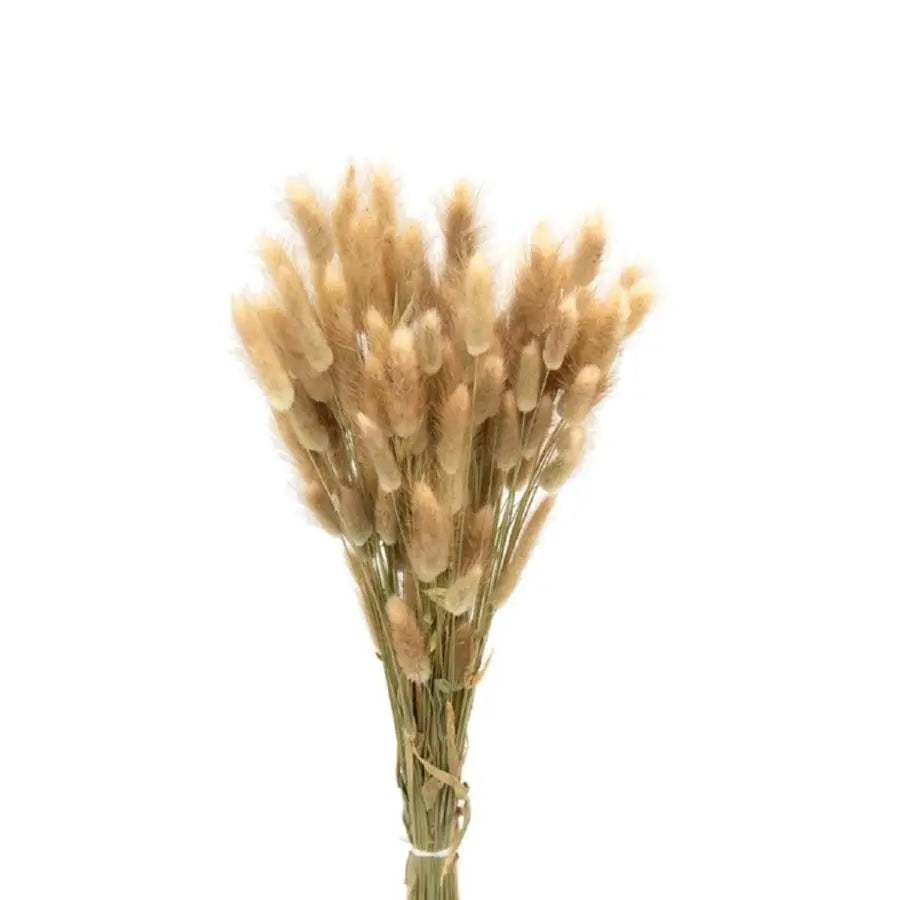 Dried Lagurus Natural - 30 Bunches