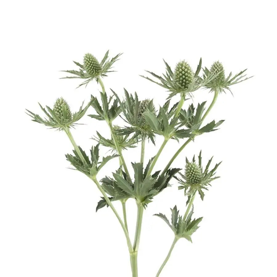 Eryngium (Thistle) Sirius Qstar - 30 Stem Bunch