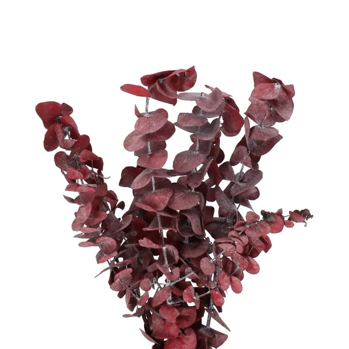 Eucalyptus Stuartiana Preserved Red - 5 Bunches Holex Dutch