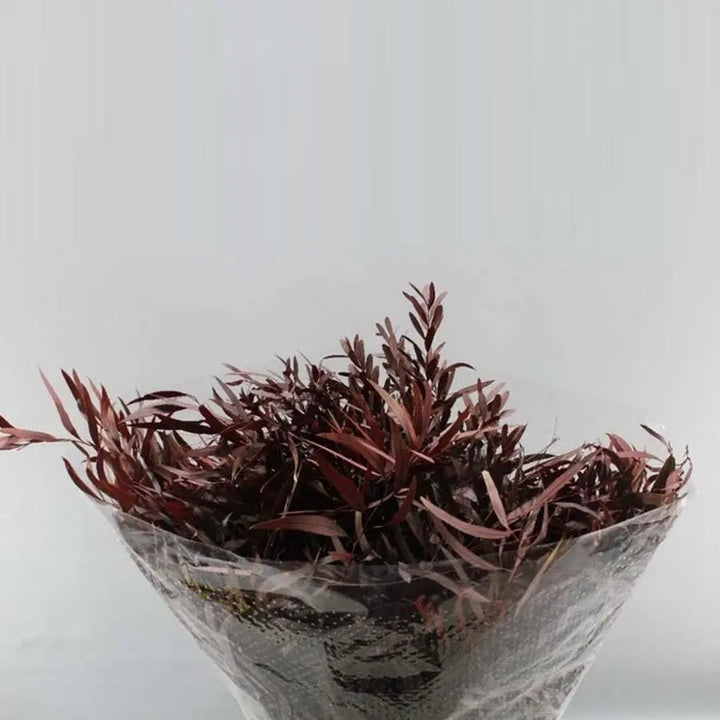 Eucalyptus Nicholii Preserved - 5 Bunches